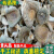 i青头菌干货绿头菌梨菇木蘑菇云南菌新鲜 东北榛蘑 250克