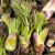 东北刺老芽种子刺龙牙野生刺嫩芽种子种籽山野菜楤木刺老鸦芽菜籽 叶绿素冲施肥10克