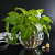 宝兰晶 玻璃水培瓶容器铜钱草植物绿萝花瓶透明客厅插花球摆件小田园风艺术 方格肚径13.5cm(大)无植物
