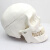 ENOVO颐诺人体标准头骨模型 美术医学艺用头骨头颅骨标本模型成人头骨素描美术教学头颅骨口腔雕塑教具