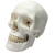 ENOVO颐诺人体标准头骨模型 美术医学艺用头骨头颅骨标本模型成人头骨素描美术教学头颅骨口腔雕塑教具