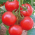 寿禾 四季番茄种子大全圣女果苗各种西红柿蔬菜番茄种籽菜苗菜籽 大红番茄苗6棵