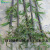 紫竹苗别名墨竹黑竹乌竹庭院园林绿化植物竹子竹苗观叶观茎植物 粗2.5厘米以上 不含盆