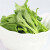 （顺丰发货）冰草 新鲜冰菜 新鲜蔬菜食用冰菜 生吃蔬菜沙拉食材 500g