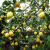 CHUANGSHIJI柠檬树苗嫁接果树苗 四季香水柠檬 南方北方种植盆栽地栽当年结果 四年苗 不含盆