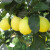 CHUANGSHIJI柠檬树苗嫁接果树苗 四季香水柠檬 南方北方种植盆栽地栽当年结果 四年苗 不含盆