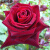元冬四季易播红玫瑰花种子绿植庭院室内盆栽花卉阳台种子芳香植物 黑巴克30粒