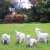 慧祥仿真羊摆件树脂工艺品动物可爱生肖小羊户外庭院花园艺装饰摆件 4只一组