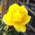 元冬四季易播红玫瑰花种子绿植庭院室内盆栽花卉阳台种子芳香植物 黑巴克30粒