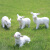 慧祥仿真羊摆件树脂工艺品动物可爱生肖小羊户外庭院花园艺装饰摆件 4只一组