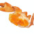 【活鲜】母蟹三门青蟹鲜活蟹大红膏蟹海蟹海螃蟹  500g/斤  盒装 2斤3只