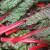 凤鸣雅世  金叶甜蔬菜种子叶用红甜菜种子耐热夏季红叶红梗甜菜紫叶蔬菜籽 叶用红甜菜种子500克