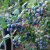 盆栽果树苗木 蓝莓树苗 大苗带果发货 蓝莓苗庭院植物地栽果苗 杜克 北方适宜 2年苗