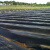 农用地膜 农用地膜白地膜 反光膜 塑料薄膜 除草膜 缠绕膜 加厚黑地膜1.4丝1.2米宽420米