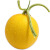 展卉 缅甸黄河蜜瓜 1个装 单果1.5-2kg 新鲜水果
