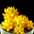 轩林美 多肉植物组合盆栽室内绿植花卉 菲欧娜 3-5cm 单株 不含盆