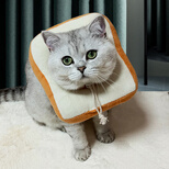 派乐特 伊丽莎白圈软圈宠物猫咪狗狗防舔咬耻辱软项圈喂药脖圈公母猫绝育 L号