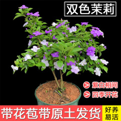 双色茉莉花盆栽非洲鸳鸯茉莉花苗树浓香四季开花虎头茉莉绿植好养 双色茉莉，带原土 不含盆