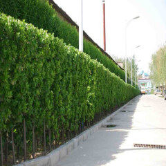 围墙篱笆植物大叶北海道黄杨苗冬青树苗四季常青耐寒庭院绿篱树苗 1.8-2米(10棵)