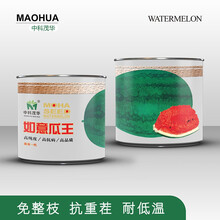 中科茂华可甜可美龙卷风西瓜种子抗重茬红天龙地龙如意瓜王超甜中华蜜宝免整枝打叉懒汉西瓜种籽四季阳台盆栽 如意瓜王50克/盒【约800粒】【耐低温不厚皮】