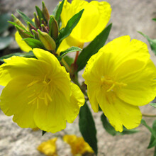 黄花月见草花种子夜来香室外景观庭院绿化观花种籽四季播种花卉 黄花月见草2000粒