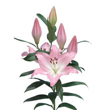 香水百合花种球带芽四季花卉种子室内重瓣绿植盆栽花苗大种球 D9粉10棵不含盆（包成活） 12+