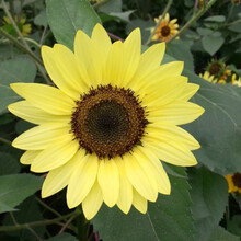 矮向日葵种子食用向日葵花种籽子盆栽观赏四季种开花孑植物室内外 华丽向日葵30粒+盆+土