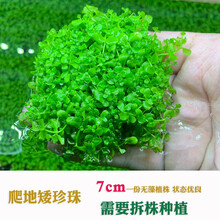 再宠 鱼缸前景草活体水草趴地爬地矮珍珠挖耳牛毛毡迷你矮天湖葵 水下叶爬地矮珍珠1份
