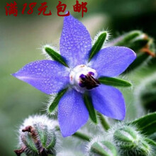 琉璃苣种子蓝色 香草花卉花籽阳台庭院盆栽园艺春播易种 琉璃苣蓝色10克(自封袋装)