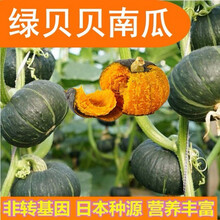 绿贝贝迷你小南瓜种子高产日本板栗蔬菜农家四季蔬菜春秋种籽 绿贝贝南瓜种子【50粒】