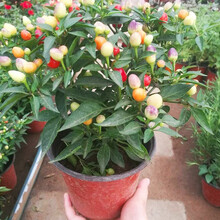 辣椒种子/苗小米椒种子特辣螺丝椒大果泡椒尖椒杭椒朝天椒线椒甜椒灯笼椒牛角椒阳台盆栽五彩观赏椒种子 缤纷泡椒100粒