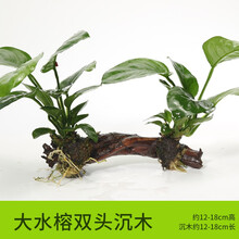 沉木水草活体鱼缸懒人淡水无土增氧植物种子水藻小水榕套餐造景木 大水榕沉木双头