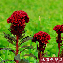 花中酷   鸡冠花种子凤尾鸡冠花种子花卉植物种子阳台盆栽 鸡冠花花草林木 圆头 50粒