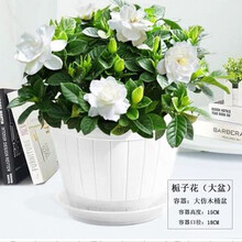 【雅之典】栀子花盆栽带花苞四季花卉盆栽植物室内桌面办公室观花植物绿植花卉盆栽 栀子花 仿木桶花盆 含盆
