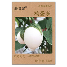 鸡蛋茄种子耐贮耐运白蛋茄家庭种植阳台盆栽四季种植白茄长椭圆形肉质白嫩可供观赏抗病性强适应范围广 鸡蛋茄50粒试种(拆原包)