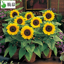 耐热耐旱阳台室内花卉盆栽植物向日葵花种子籽 观赏迷你向日葵种 脆慕 盆栽向日葵/100粒+肥料