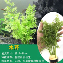 鱼缸水草植物有茎类淡水活体真水草水族箱造景装饰套餐绿宫廷绿菊 水芹杯()