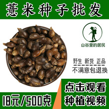 山谷里的居民 出售薏米种子药食两用薏苡仁六谷子薏米仁种子 薏米种子一斤包邮