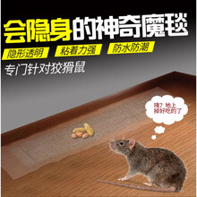 户净 老鼠贴粘鼠板 强力大号透明灭鼠魔毯捕鼠神器大老鼠药家用黏鼠胶沾鼠板驱鼠器灭蟑螂虫子老鼠夹捕老鼠 2张 闪电发货