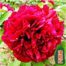 牡丹花种籽子 牡丹种子 牡丹花种子 牡丹花子种 洛阳 四季开花 牡丹洛阳红50粒