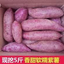 沙地紫薯9斤新鲜当季番薯农家自种板栗小地瓜香红薯山芋蔬菜 9斤大果