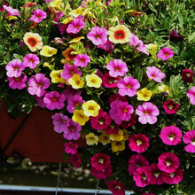 长春花种子日日春 四季夏播室内阳台易种盆栽花种子花籽  骏楷园林 喇叭花100粒