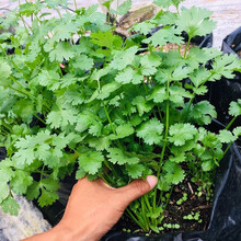 寿禾 农家小叶香菜种子芫荽蔬莱籽种籽传统佐料型阳台四季播盆栽摩西香芹欧芹春冬季播种蔬菜种孑菜籽种苗 美国耐热香菜种子 500g装（43℃正常生长）