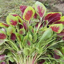 寿禾四季蔬菜种子都市菜园阳台冬季春季批发种菜植物山东寿光蔬菜春季韭菜大白菜白萝卜香菜生菜种籽 花红圆叶苋菜种子 10g