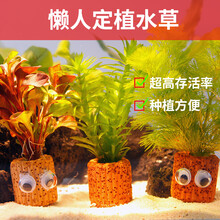 森悠 SARYOR鱼缸水草有茎活体淡水植物生态阴性真水草水溶增氧懒人造景套餐 天湖葵