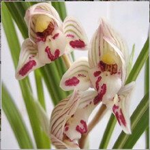 兰花 云南兰花超香莲瓣兰名品【剑阳蝶】浓香型 剑阳蝶3苗连体 不含盆