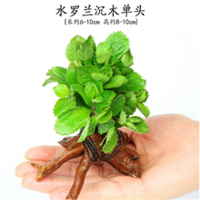 蜜醉果活体水草懒人水草新手鱼缸造景水草植物水榕水草水族箱鱼缸造景沉木装饰 水罗兰沉木单头