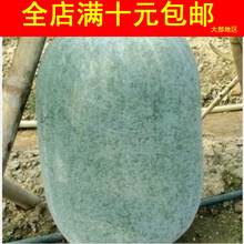 TLLZ蔬菜种子果类系列大冬瓜植物种子约10粒