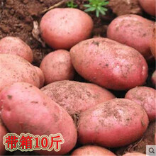 新鲜现挖云南红皮黄心土豆新鲜土豆生鲜带箱10斤