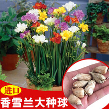 重瓣香雪兰种球浓香型 小苍兰麦兰种球多年生花卉室内香雪兰花种NZ 10颗香雪兰混色装 其他